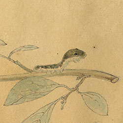 Multi-legged worm-like animal perches on branch sprouting green leaves and red fruit.
