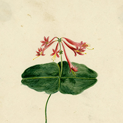 Honeysuckle flowers and green leaves