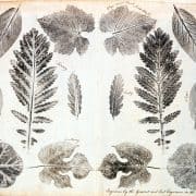 Mirrored view of different types of leaves.