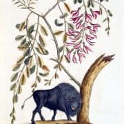 Bison leaning against tree stump and a plant with oval shaped leaves and pink blossoms.