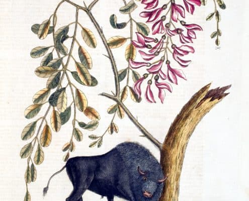 Bison leaning against tree stump and a plant with oval shaped leaves and pink blossoms.