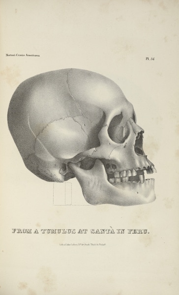 Pl. 56 in Samuel George Morton, Crania Americana or, A Comparative View of the Skulls of Various Aboriginal Nations of North and South America (Philadelphia: J. Dobson; 1839). Lithograph