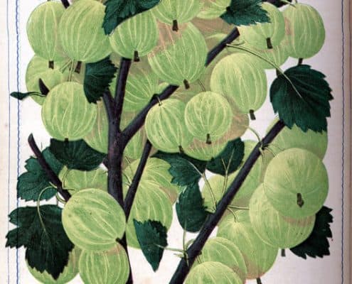 Branch of tightly packed globe shaped gooseberries.