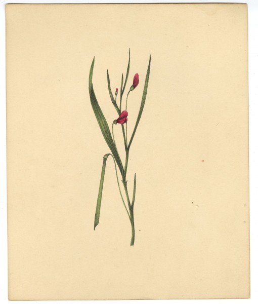 Hand-colored lithograph depicting diadelphia in flower, from Botanical Specimens (Liverpool, 1828).