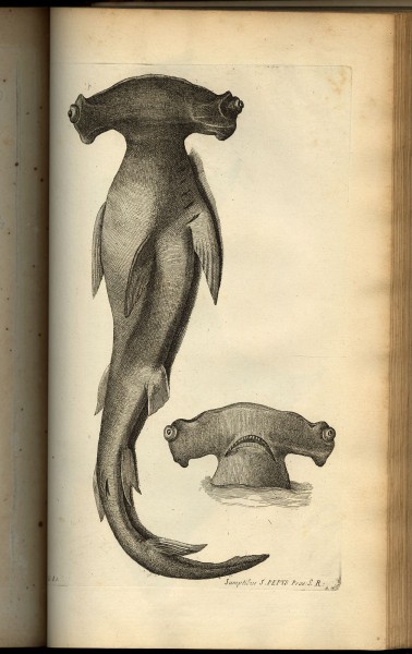 Illustration from Willughby, Francis. De Historia Piscium Libri Quatuor. Oxford: Sheldonian Theatre, 1686.