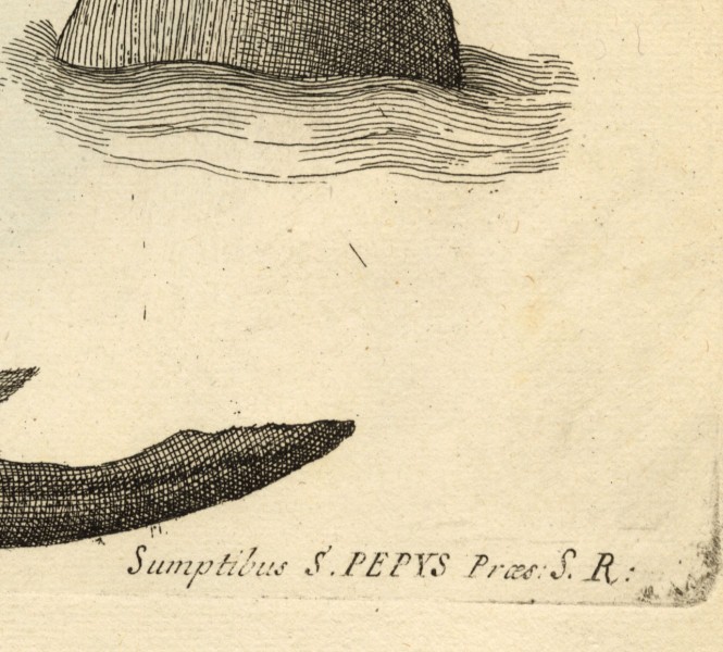 Detail from illustration in Willughby, Francis. De Historia Piscium Libri Quatuor. Oxford: Sheldonian Theatre, 1686.