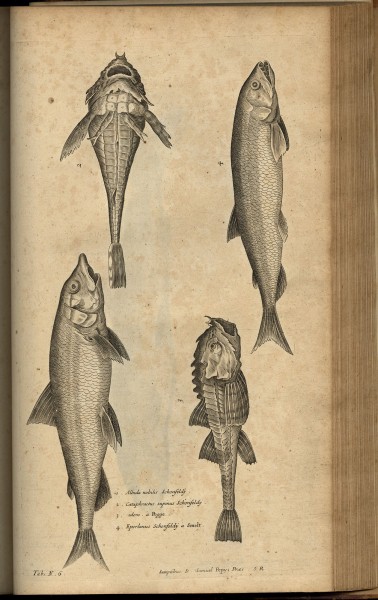 Illustration from Willughby, Francis. De Historia Piscium Libri Quatuor. Oxford: Sheldonian Theatre, 1686.