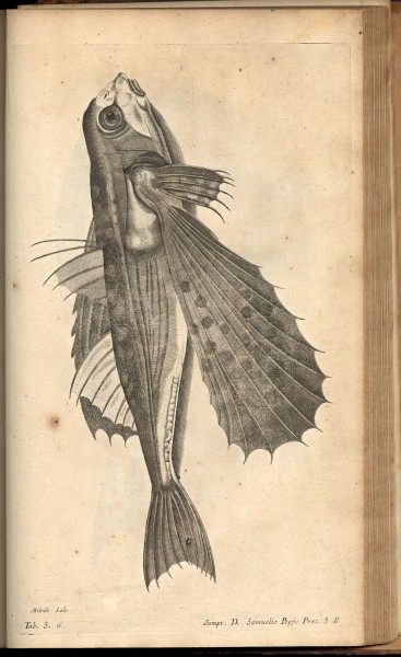 Illustration from Willughby, Francis. De Historia Piscium Libri Quatuor. Oxford: Sheldonian Theatre, 1686.