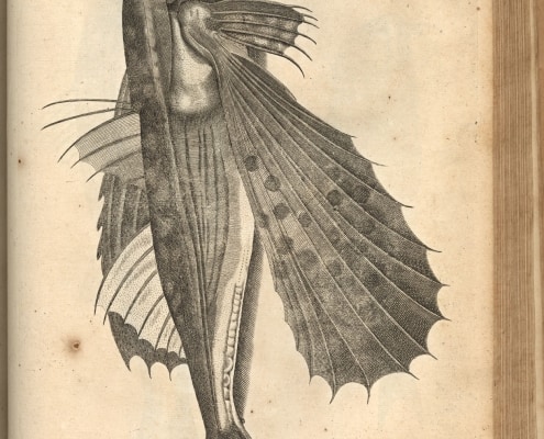 Illustration from Willughby, Francis. De Historia Piscium Libri Quatuor. Oxford: Sheldonian Theatre, 1686.