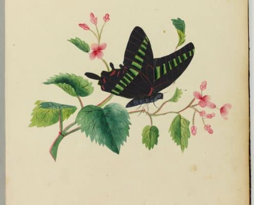 Sarah Mapps Douglass, A Token of Love from Me to Thee from the Amy Matilda Cassey Friendship Album (circa 1836). Watercolor and gouache.