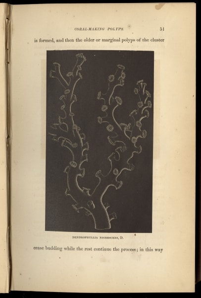 ub10-19242-o-p51