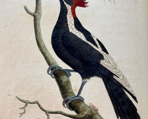 White-Billed Woodpecker