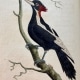 White-Billed Woodpecker